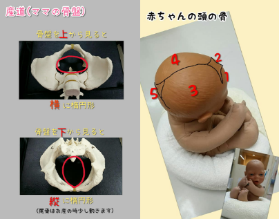 赤ちゃんから見たお産