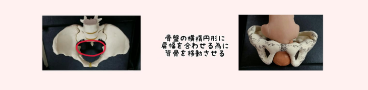 ママの骨盤は入り口が横長の楕円（だえん）形なので、自分の肩幅を合わせるために背中をママのおへそ側に向けさらに進みます